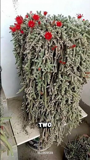 Why This Cactus Explodes