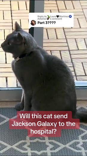 Hope for an Aggressive Russian Blue Cat