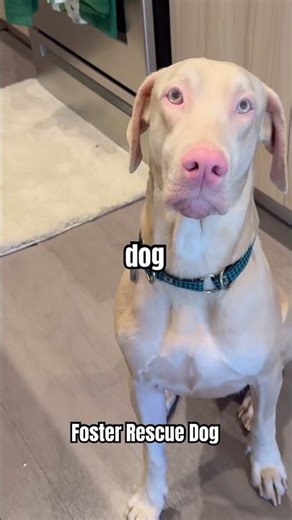 Meet Foster Rescue Dog William!