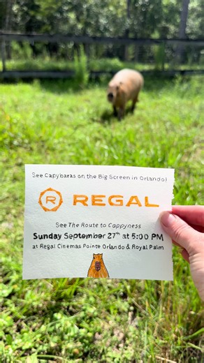 Catch the Route to Cappyness, at @Regal September 27th at 5:00 pm EST! (The entire thing is completely edible and safe!) #capybara #movie #documentary #capybaras #documentaries