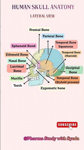 Human Skull Anatomy Lateral View Diagram | Easy Explanation #shorts #diagram #humanskull