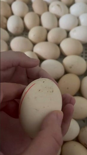 Sounds of Hatching Chick