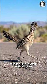 Greater Roadrunner ⚡ It RUNS Instead of Flying!