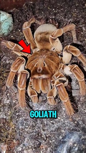 Top 3 World's Biggest Spiders Revealed ❗😱
