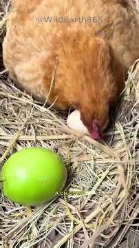Why do chickens hatch ANY egg? Even fake ones 🥚🐔