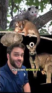 The 3 Ways Marsupials Get to Mom’s Pouch #learning #animals #biology #marsupial #dunnart #science