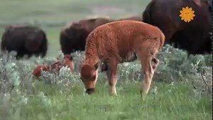 16K views · 1K reactions | Do Nothing For Two Minutes Take a minute, turn up the volume as we take you to Yellowstone National Park, home of bison and their calves. Videographer: Brad Markel https://cbsn.ws/3CLikER | CBS Sunday Morning | Facebook