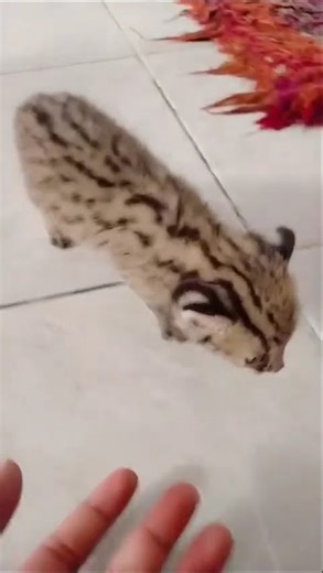 asian leopard java.#cat #imut #wildcats #cute #animals #fyp