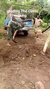 The cattle dung for building the soil Cattle dung are great natural source of getting NPK for the soil which the crop use to grow Building the soil with the right nutrient is essential for farmer to have great yield at harvest Composted cattle dung, livestock waste are the best form of manure for crop | Farmvilla Resource Centre