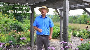 Japanese beetles frustrate millions of gardeners every summer. If you're one of them, try using Milky Spore (https://bit.ly/2Vi1snD) as a long-term solution. It's a naturally occurring microscopic bacteria (Bacillus popilliae) that kills Japanese beetle grubs before they can grow into ravenous adults. Now, when the grubs are actively feeding, is a great time to apply Milky spore. For more eradication and control options visit our advice library: https://bit.ly/3hNxoI9 | Gardener's Supply Company