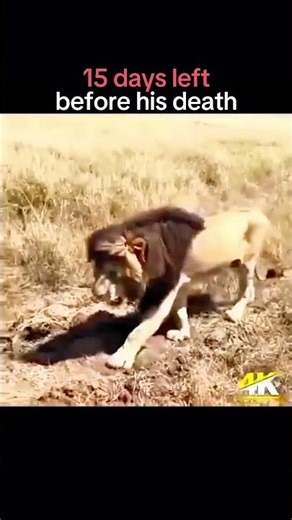 🦁💔 The Last Moments of the Greatest Lion in History 😢👑