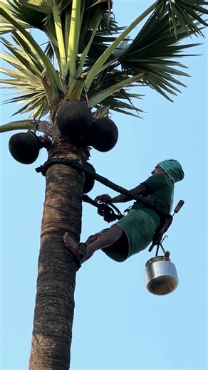 Toddy Palm Juice Neera Benefits & Collection Process! #palmjuice