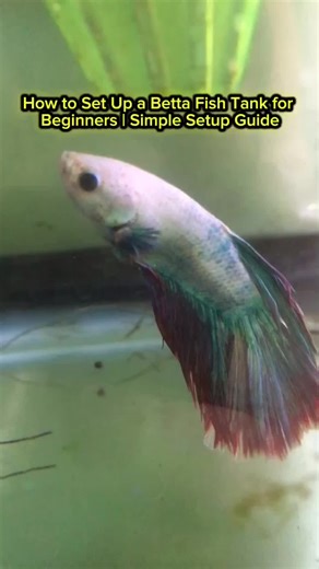 How to Set Up a Betta Fish Tank for Beginners | Simple Setup Guide #BettaFish #BettaTank #BettaCare #FishKeeping #AquariumSetup #HealthyBetta
