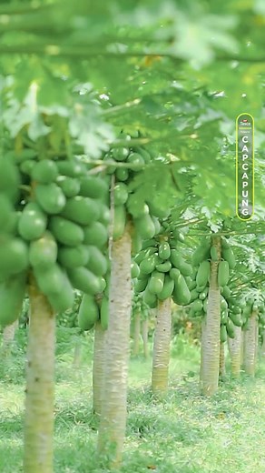 Modal 2 juda dan ditambah hasil penjualan sepeda motor digunakan untuk menyewa lahan dan memulai budidaya pepaya california. Setelah melalui proses panjang, pepaya california berhasil panen dengan kualitas terbaik sehingga mampu untuk memenuhi standar supermarket. Berkat konsistensi kualitas ini membuat usaha budidaya ini semakin berkembang hingga mengelola lahan selua 60 hektar. #pepaya | Cap Capung