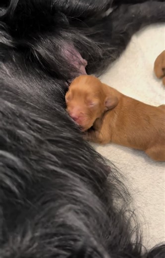 Little one getting a good feed in before the others wake up #cockerspaniel #workingcockerspaniel #workingcocker #shooting #workingdogs #gundog #gundogtraining #skinnersfieldandtrial#fedonskinners#homebred#twiggslanecockerspaniels#pheasant#pheasantshooting#homebred#homebredspaniel#puppies#workingcockerpuppies