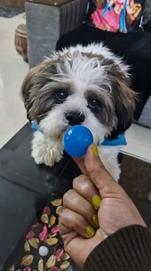 92K views · 3.3K reactions | Parrot Pablo & Cute Chapo Play Funny Game  #reels #parrot #cute #love #facebookreels #reelsvideo #funny | Pablo Family | Facebook