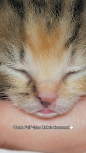 Baby Kittens Drinking Milk | Baby Cat