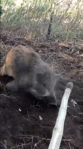 【狩猟】イノシシ猟の現場｜有害獣対策の作業記録1｜食肉活用