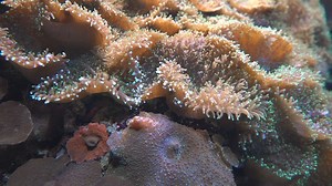 Coral reef underwater - Free Stock Video