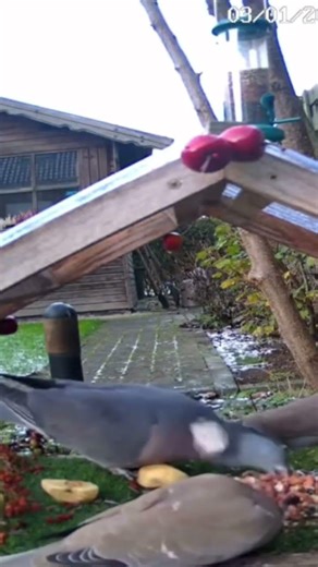 Woodpigeon vs collared dove #shorts