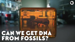 In 1993, scientists cracked open a piece of amber, took out the body of an ancient weevil, and sampled its DNA. Or, at least, so we thought. It took another few decades of research, and a lot of take-backs, before scientists could figure out how we could truly unlock the genetic secrets of the past. | Eons • PBS