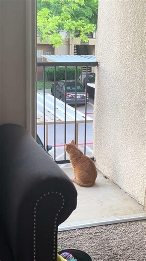 My neighbors were arguing outside and my car had front row seats 🤣 #cat #cats @gabriellekeyera