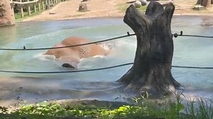 This elephant at Seneca Park Zoo is taking a refreshing swim to beat the heat. The zoo is open on the Fourth of July (Video credit: Seneca Park Zoo Facebook). | WHEC TV