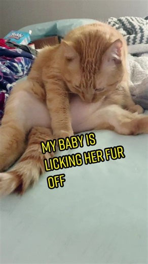 Understanding Cat Overgrooming: Causes and Solutions