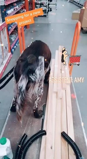 #survivallilly is shopping with Amy for a new gardening project #gardeningwithlilly - on YouTube and Instagram #tooltime #doggo #smallmunsterlander