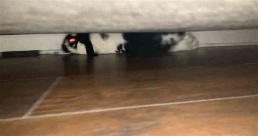 Bunny slides under couch