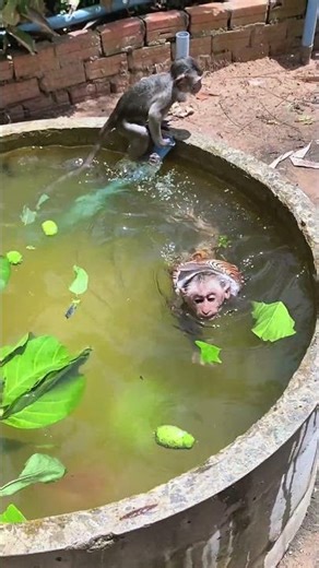 Swimming happy in Pools #swimming #shorts #animals #monkey