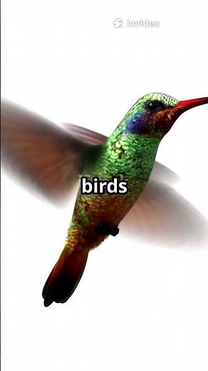 Hummingbird migration: An epic journey revealed