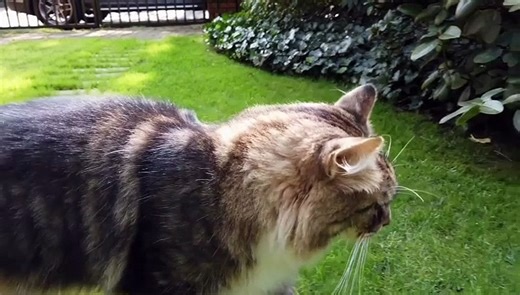 Top 8 best cat videos of all time