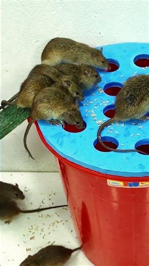 This mouse trap design catches them every single time #mousetrap #diy #mouse 1