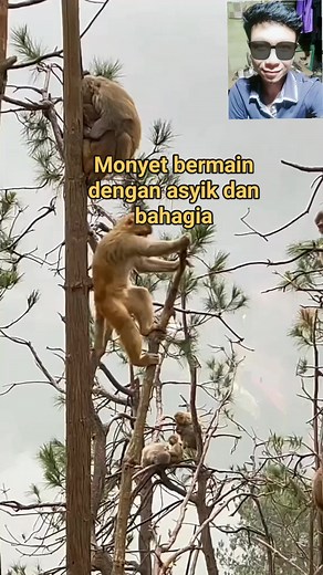 Monyet bermain dengan asyik dan bahagia #fypviralsedunia @sorotan | Joni Bugam