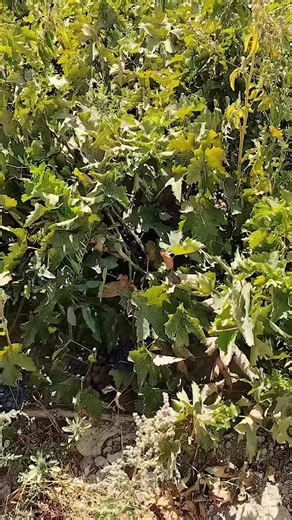 Sherali Navoiy (@..._...14_)’s videos with оригинальный звук - Sherali Navoiy