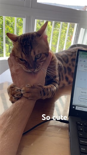 The Gentle Side of a Bengal Cat | So Sweet and Affectionate!