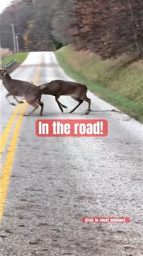 Bucks go crazy during the rut! 🦌