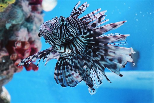 Eight extraordinary fish that turn the underwater world into a wonder