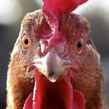 Talking Chicken - Janet - When Chickens Talk