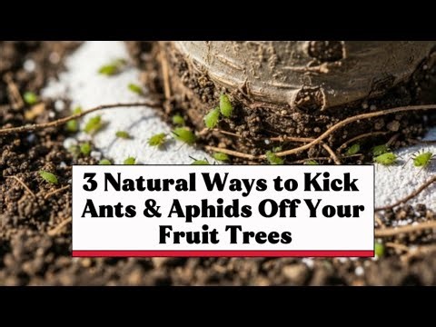 3 Natural Ways to Kick Ants & Aphids Off Your Fruit Trees