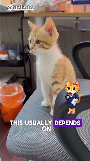 Why Do Cat Farts Smell So Bad? #acicats #adorably #funnycats #cat #onengthecat #pets #cute #kitten