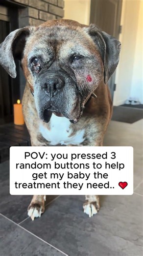 Rocky’s Battle: Fighting Fibrosarcoma With Love and Loyalty