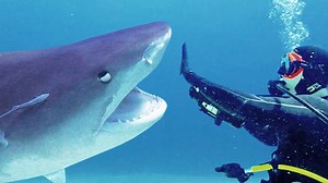 Diver encounters a tiger shark