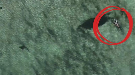 Dramatic moment shark shot with spear at Cottesloe beach