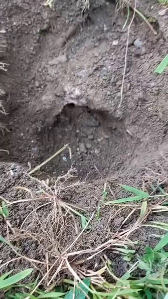 9.6M views · 23K reactions | Gold nugget under the cement. #goldnugget #treasurehunt #metaldetectingfinds | GO finder | Facebook