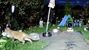 Apologies for no footage yesterday, some stupid woman deleted the videos by mistake. Cotton-tail visited on their own again last night, it was only a very short visit, but sooooo cute 😍😍 | Foxy Frolics