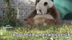宝中之宝 这样的大熊猫你见过吗 真的是一种返祖现象_