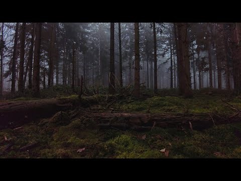 Forest Video - A Cinematic Exploration Into The Nature