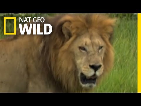 Male Lions vs. Female Lions | Big Cat Week
